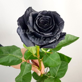 Черные розы поштучно