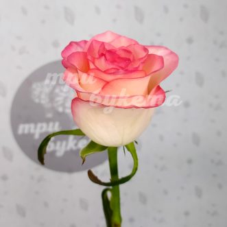 Голландская розовая роза Джумилия