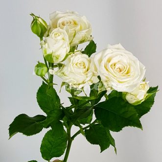 Кустовая роза Жозефина
