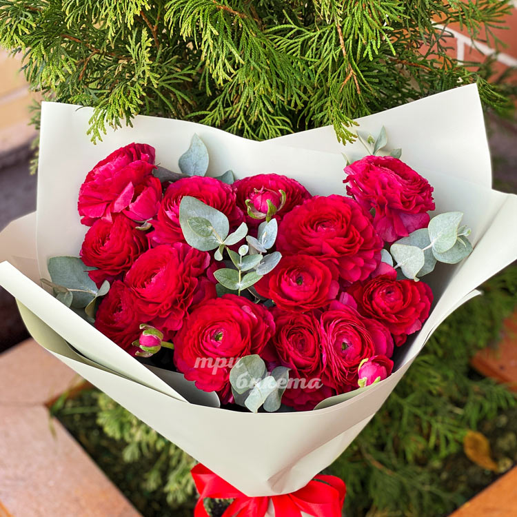 Букет из 11 алых ранункулюсов (на фоне кипариса)